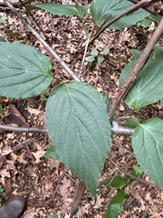 Viburnum setigerum, photograph (c) betsyyyy, some rights reserved (CC BY)