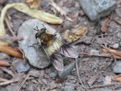 Leucozona lucorum