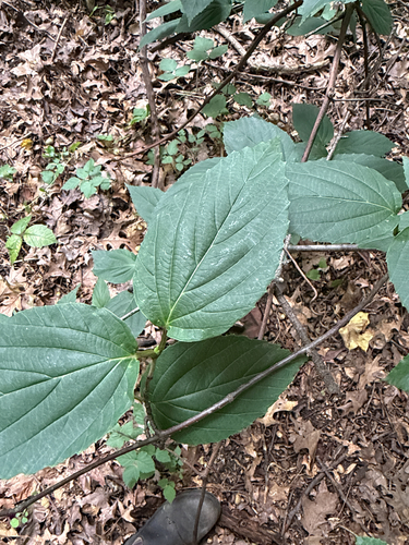 Viburnum setigerum, photograph 3