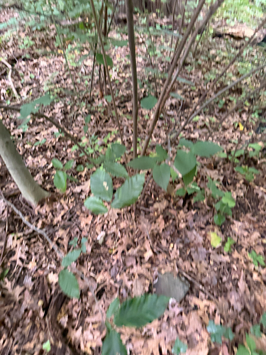 Viburnum setigerum, photograph 5