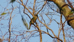 Psilopogon lagrandieri