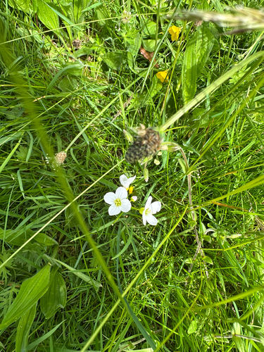Cardamine pratensis, photograph 5