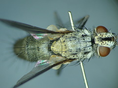 Solieria pacifica