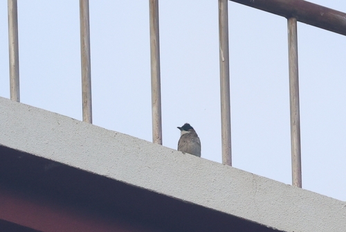 Brown-breasted Bulbul