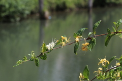 Lonicera japonica