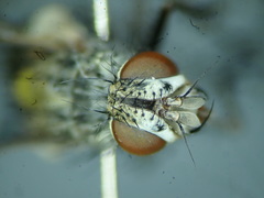 Solieria pacifica