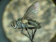 Solieria pacifica