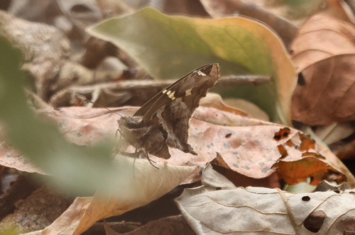 Blurry-striped Longtail