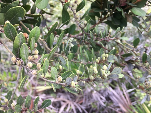 Lyonia fruticosa, photograph 2