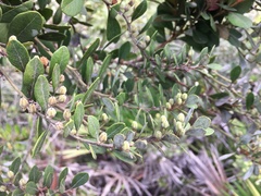 Lyonia fruticosa, photograph author not stated, no rights reserved