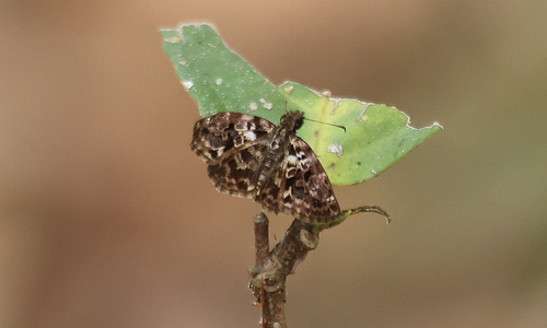 Variegated Skipper