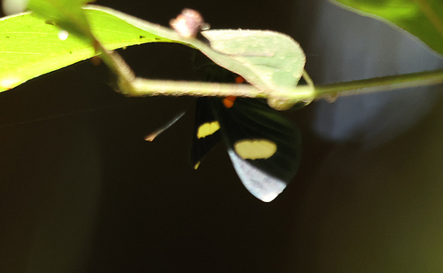 Melanis aegates