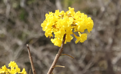 Yellow Trumpet-tree