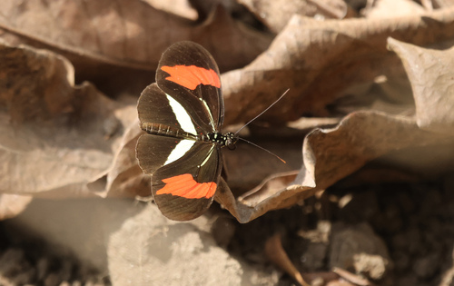 Heliconius erato phyllis