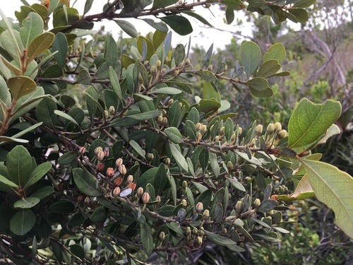Lyonia fruticosa, photograph 3
