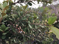 Lyonia fruticosa, photograph author not stated, no rights reserved