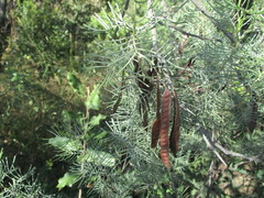 Senna artemisioides artemisioides