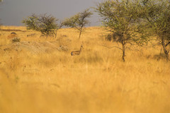 Gazella bennettii