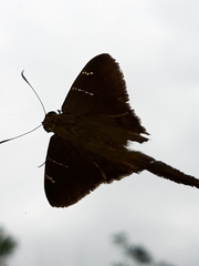 Lepidoptera