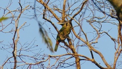 Psilopogon lagrandieri