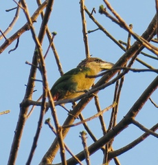 Psilopogon lagrandieri