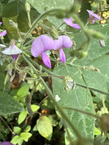 Desmodium canescens, photograph 1