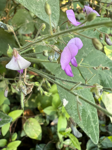 Desmodium canescens, photograph 4