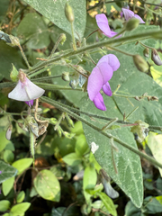 Desmodium canescens, photograph (c) Samuel Buckner, some rights reserved (CC BY)