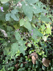 Desmodium canescens, photograph (c) Samuel Buckner, some rights reserved (CC BY)