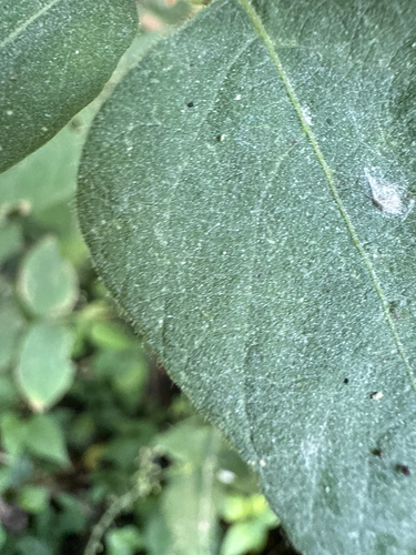 Desmodium canescens, photograph 5