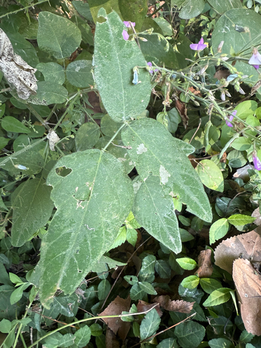 Desmodium canescens, photograph 3