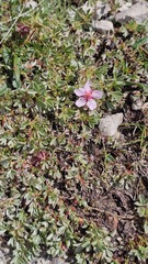 Potentilla nitida, photograph (c) Claude Kolwelter, some rights reserved (CC BY)