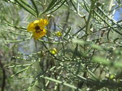 Senna artemisioides artemisioides