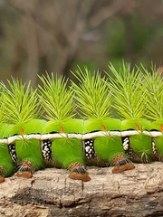 Automeris coresus