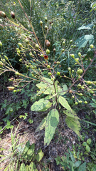 (c) Samuel Buckner, some rights reserved (CC BY) Scrophularia marilandica, photograph (c) Samuel Buckner, some rights reserved (CC BY)
