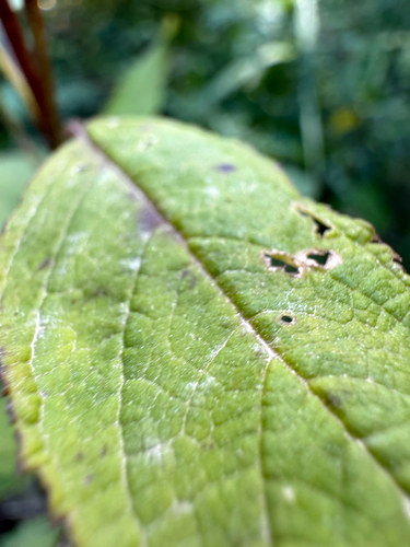 Scrophularia marilandica, photograph 6