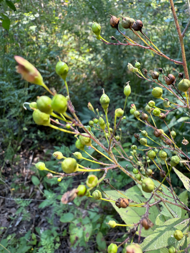 Scrophularia marilandica, photograph 5