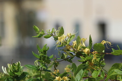 Lonicera japonica