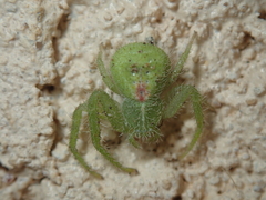 Heriaeus hirtus