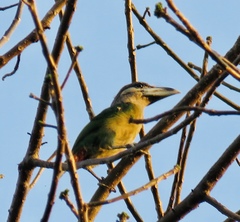 Psilopogon lagrandieri