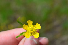 Ranunculus alismifolius