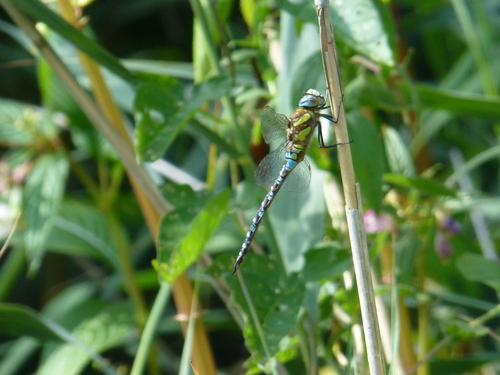 Migrant Hawker