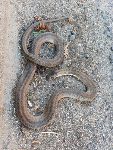 Smooth Snake