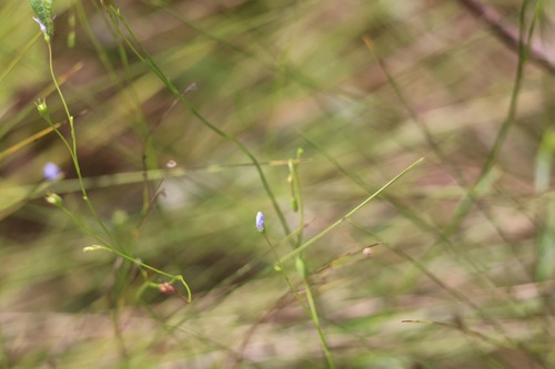 Wahlenbergia marginata, photograph 6