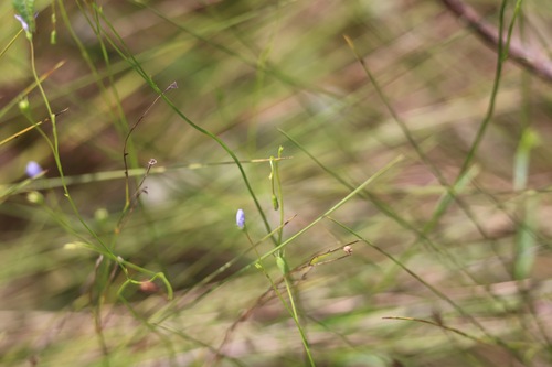 Wahlenbergia marginata, photograph 5