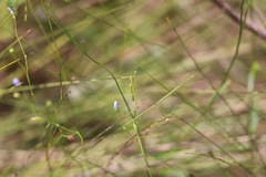 Wahlenbergia marginata, photograph (c) Rachel Lee Harper, some rights reserved (CC BY)