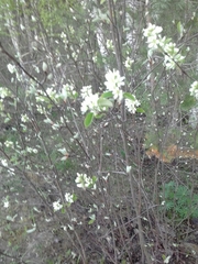 Amelanchier spicata