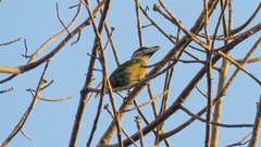 Psilopogon lagrandieri