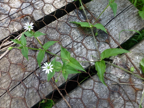 Water Chickweed