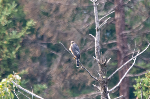 Sharp-shinned Hawk